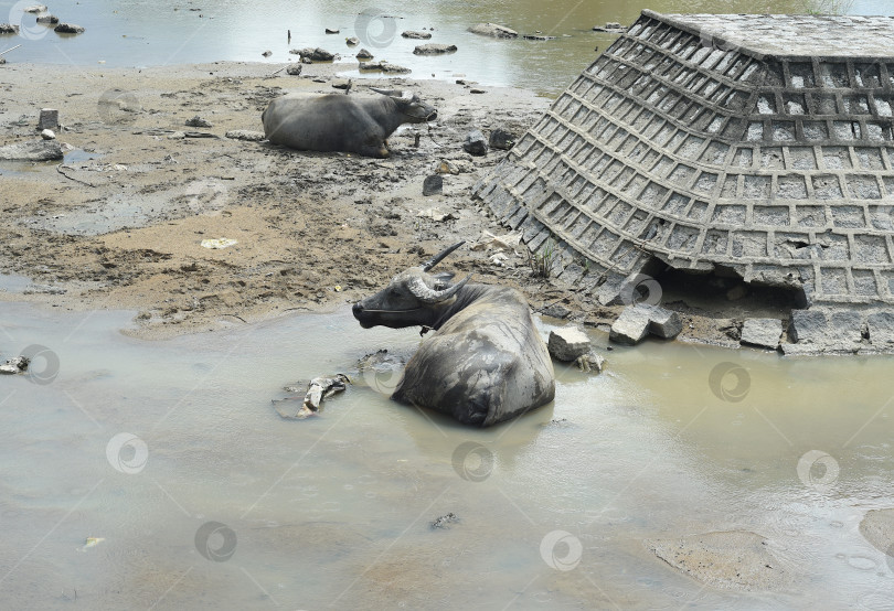 Скачать Грязные коровы прячутся в воде от жары во вьетнамской сельской местности фотосток Ozero