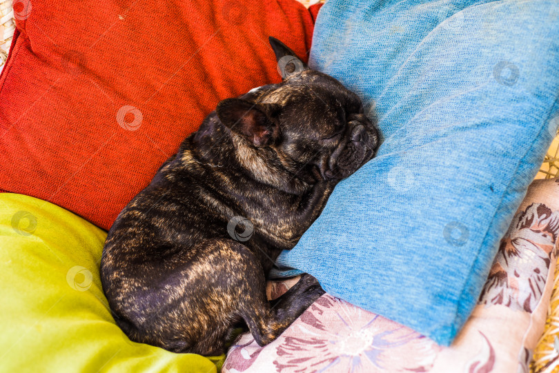 Скачать Французский бульдог спит один на разноцветных подушках фотосток Ozero