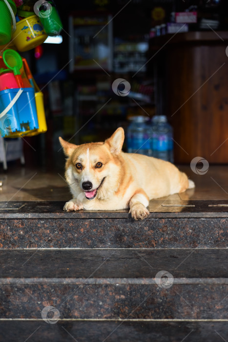 Скачать Собака корги лежит на ступеньках магазина фотосток Ozero