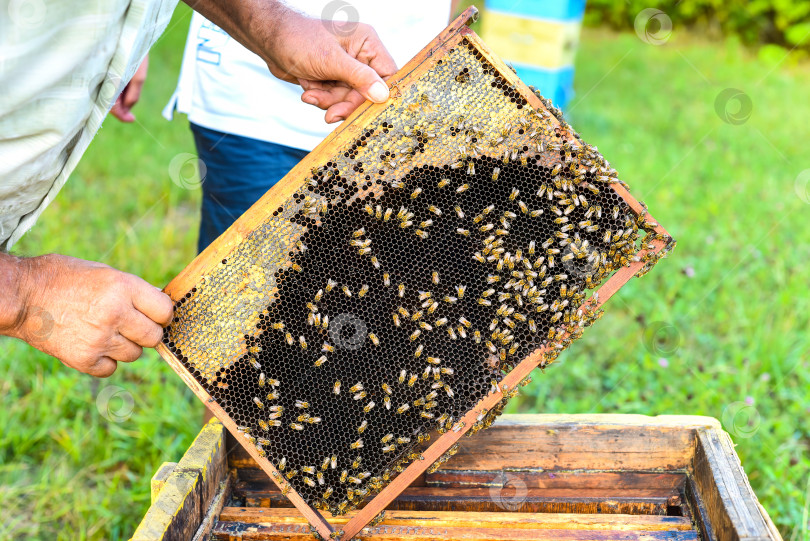 Скачать соты с пчелами в руках фотосток Ozero