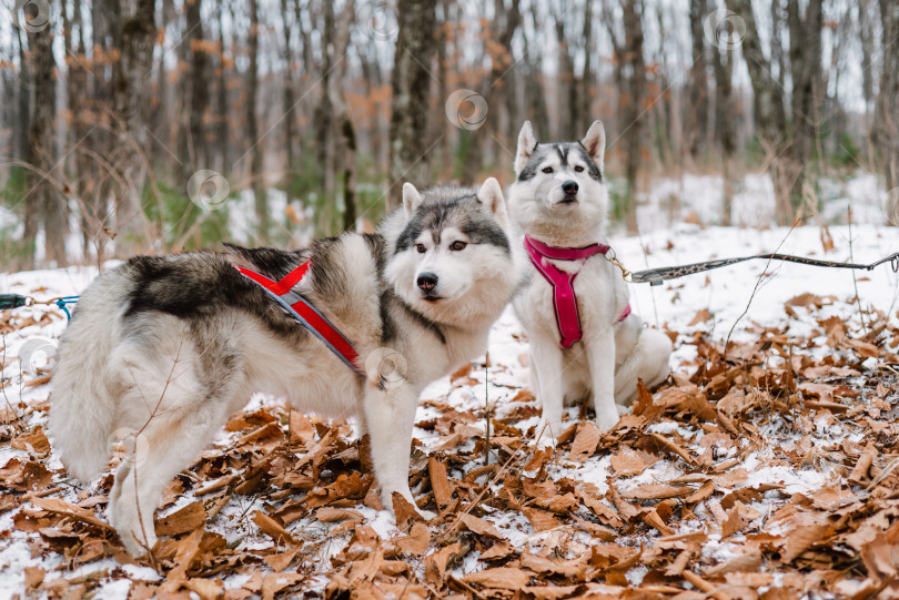 Скачать Портрет молодых собак породы сибирский хаски вместе взятых фотосток Ozero