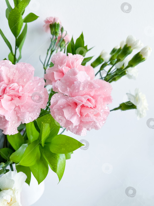Скачать Фотография букета розовых гвоздик крупным планом фотосток Ozero
