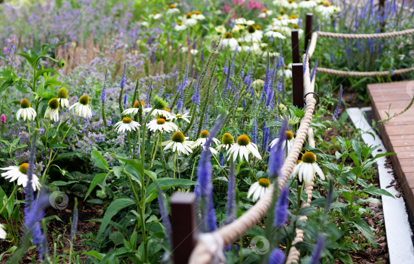 Скачать Эхинацея пурпурная (Echinacea purpurea), также известная как восточная пурпурная эхинацея, пурпурная эхинацея, эхинацея-ежиха или эхинацея обыкновенная. Макрофотография розовых цветов фотосток Ozero