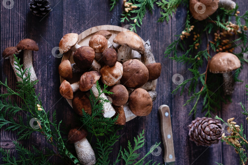 Скачать Корзинка со съедобными белыми грибами. Boletus edulis. Собираем белые грибы в лесу фотосток Ozero