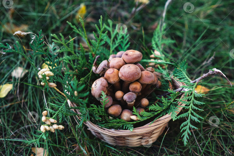 Скачать Корзинка со съедобными белыми грибами. Boletus edulis. Собираем белые грибы в лесу фотосток Ozero