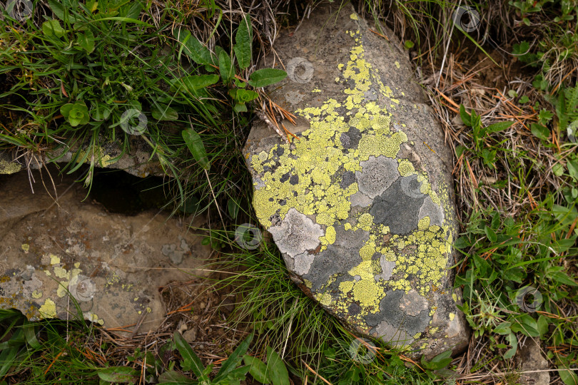 Скачать Покрытая лишайником скала в окружении зелени в естественной обстановке. фотосток Ozero