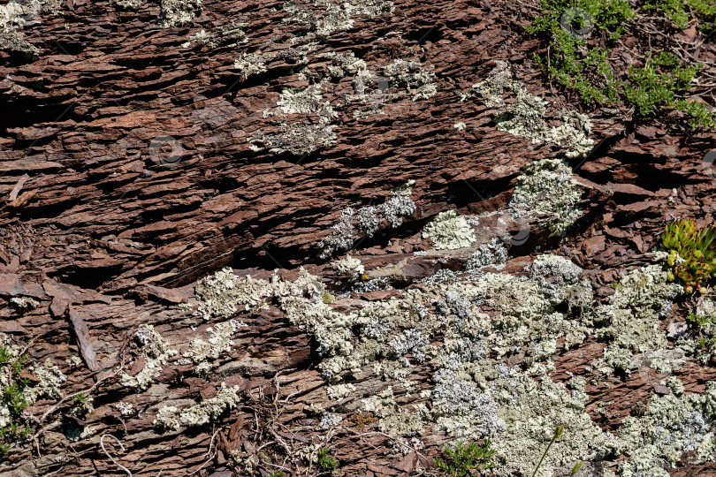Скачать Детальный вид лишайника на коре дерева в лесной местности. фотосток Ozero