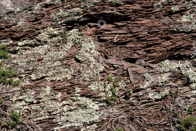 Скачать Покрытая лишайником кора дерева в лесной среде фотосток Ozero