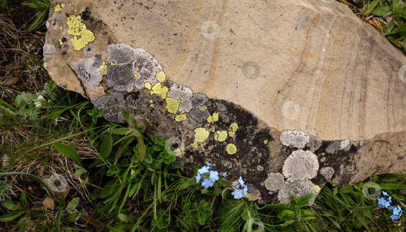 Скачать Покрытая лишайником скала с мелкими голубыми цветами и растительностью. фотосток Ozero