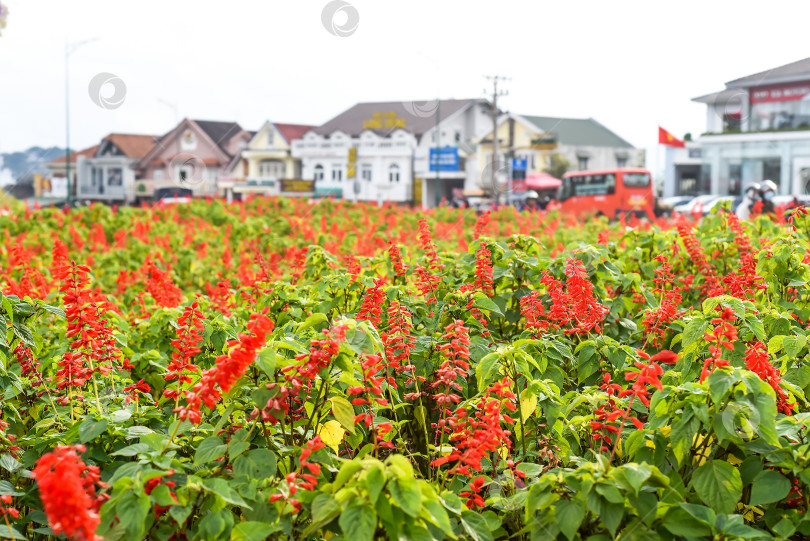 Скачать В городе Далат во Вьетнаме растет много цветов Salvia splendens или алого шалфея фотосток Ozero