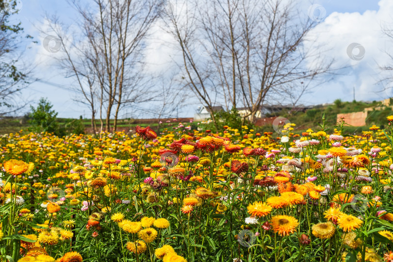 Скачать Поле Xerochrysum bracteatum, широко известное как золотой вечнозеленый цветок или соломенница фотосток Ozero