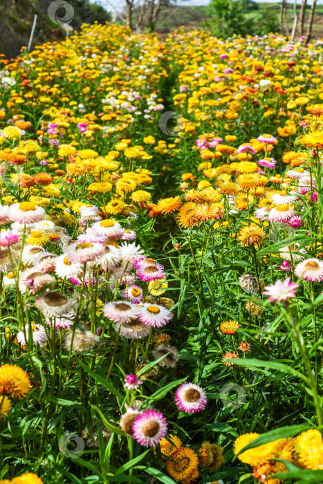 Скачать Поле Xerochrysum bracteatum, широко известное как золотой вечнозеленый цветок или соломенница фотосток Ozero