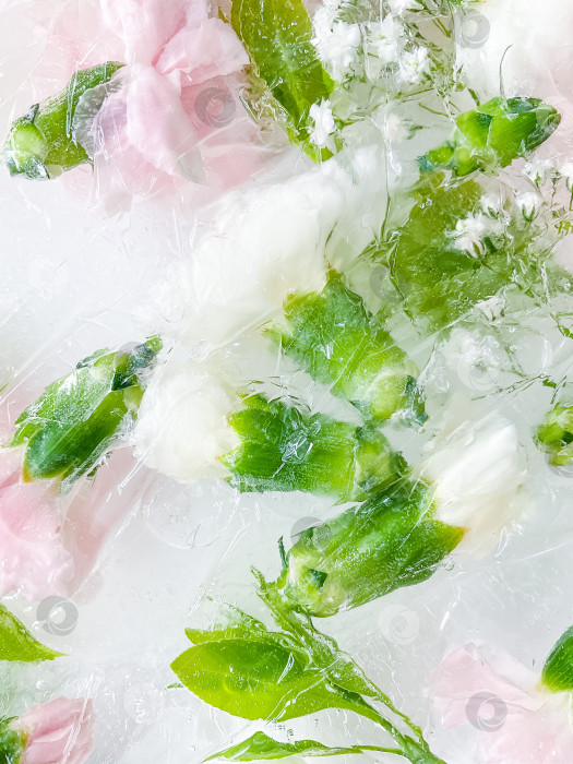 Скачать гвоздика, садовые цветы, замороженные во льду. задний план фотосток Ozero