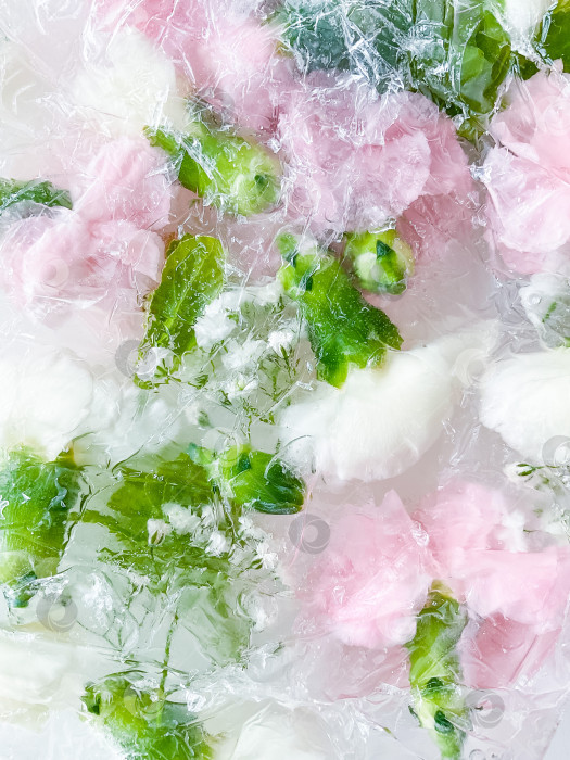Скачать гвоздика, садовые цветы, замороженные во льду. задний план фотосток Ozero