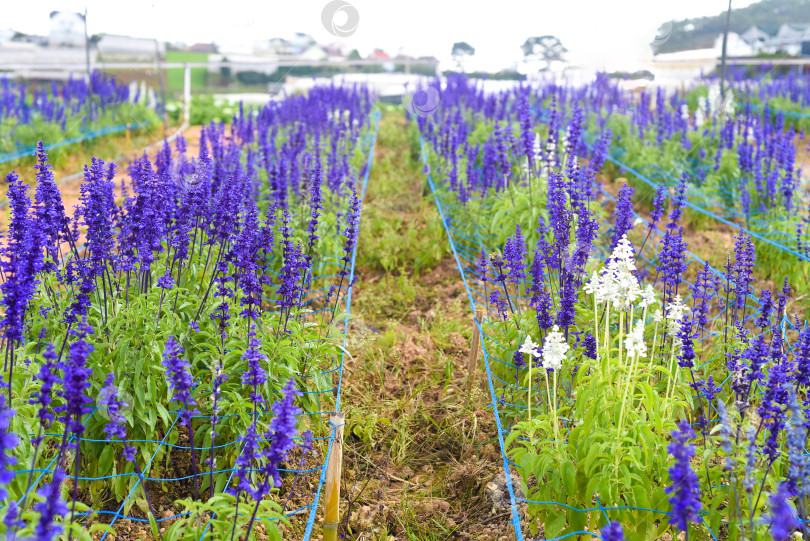 Скачать Растение Salvia nemorosa, произрастающее в Далате, Вьетнам фотосток Ozero