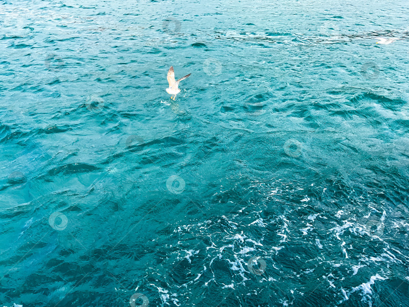 Скачать чайки летают над синим морем. море и чайки фотосток Ozero