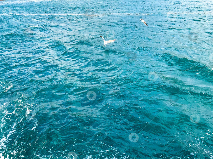 Скачать чайки летают над синим морем. море и чайки фотосток Ozero