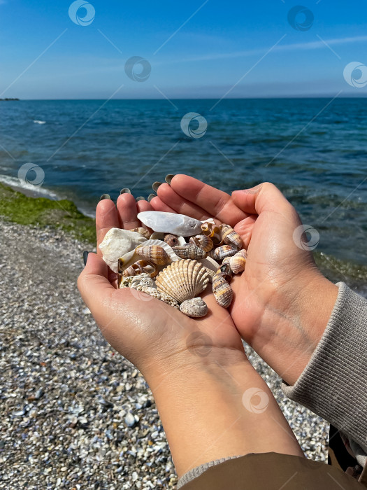 Скачать руки собирают ракушки на морском пляже. Руки крупным планом фотосток Ozero