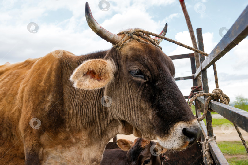 Скачать Корова с рогами стоит в загоне и выглядит довольной. фотосток Ozero