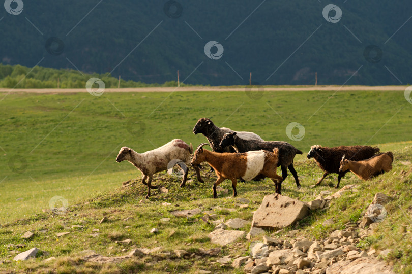 Скачать Овцы и козы прогуливаются по склону холма фотосток Ozero