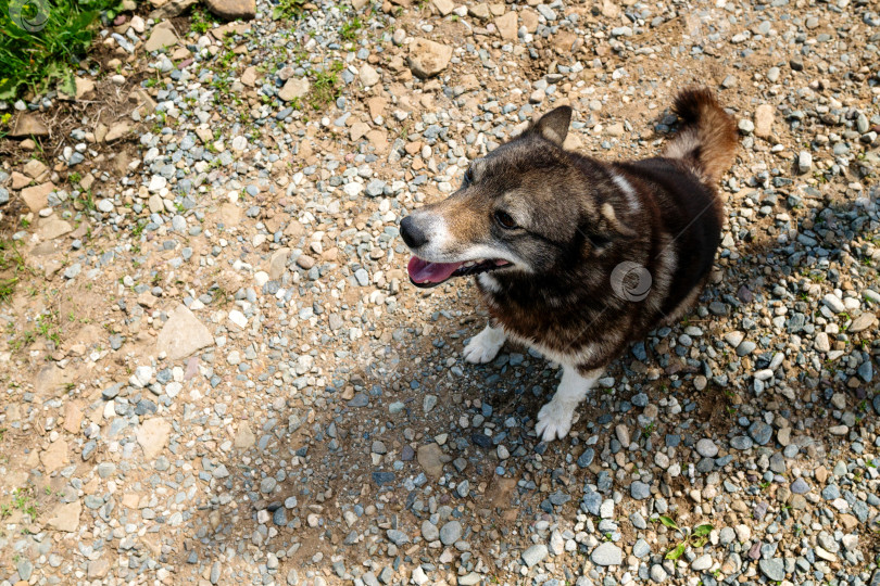 Скачать Счастливая собака, сидящая на гравийной дорожке фотосток Ozero