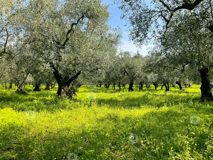 Скачать Оливковые деревья в ряд. Плантация, зеленая трава фотосток Ozero