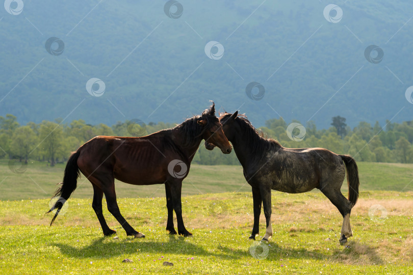 Скачать Лошади, стоящие близко друг к другу на травянистом поле фотосток Ozero
