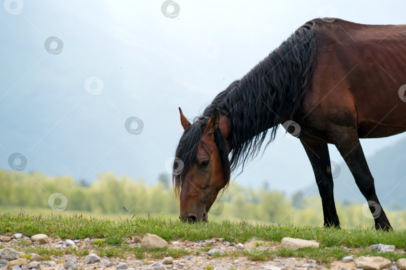Скачать Коричневая лошадь пасется на траве на фоне гор фотосток Ozero