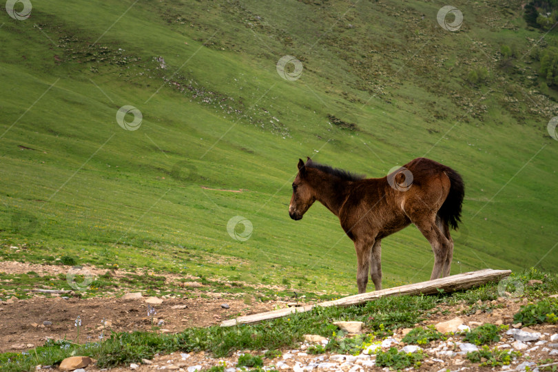 Скачать Коричневый жеребенок на склоне холма с холмистым ландшафтом фотосток Ozero