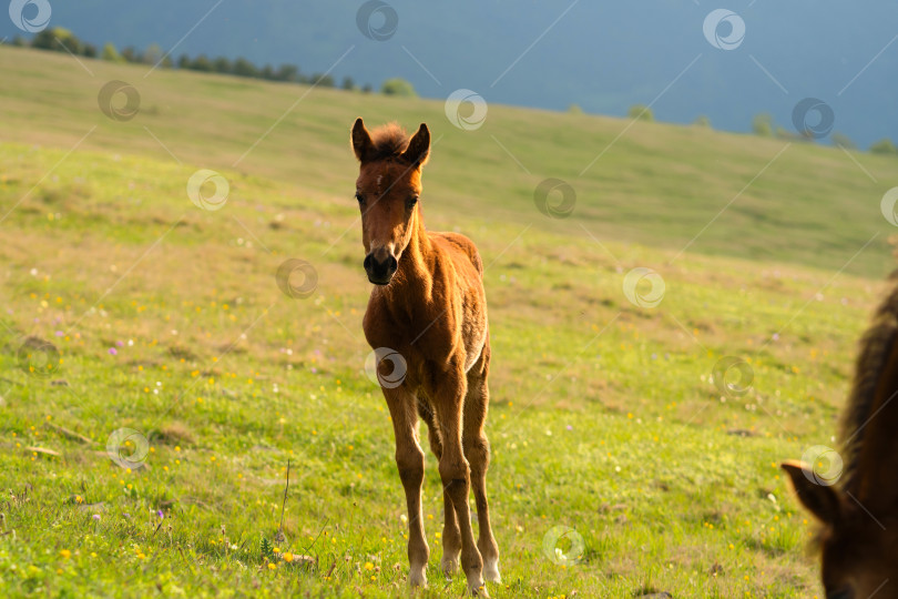 Скачать Молодой жеребенок стоит на травянистом поле фотосток Ozero