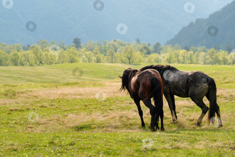 Скачать Две лошади гуляют вместе по широкому открытому травянистому полю фотосток Ozero