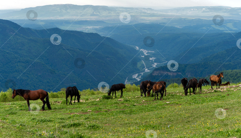 Скачать Табун лошадей, пасущихся на горе с видом на речную долину фотосток Ozero