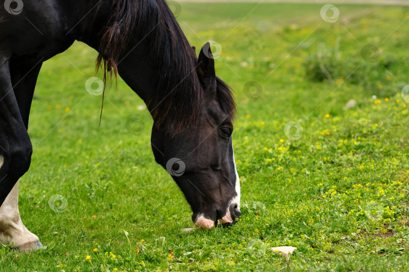 Скачать Лошадь на ярко-зеленом поле. фотосток Ozero