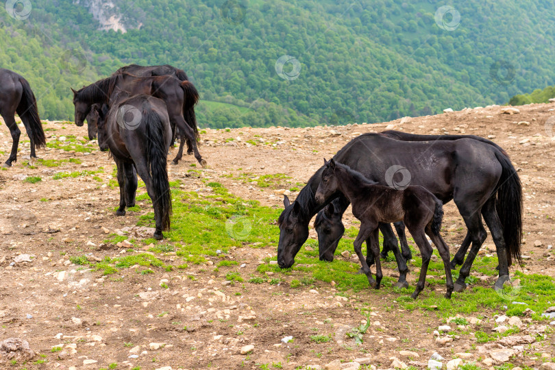 Скачать Лошади с жеребятами пасутся на каменистой местности фотосток Ozero