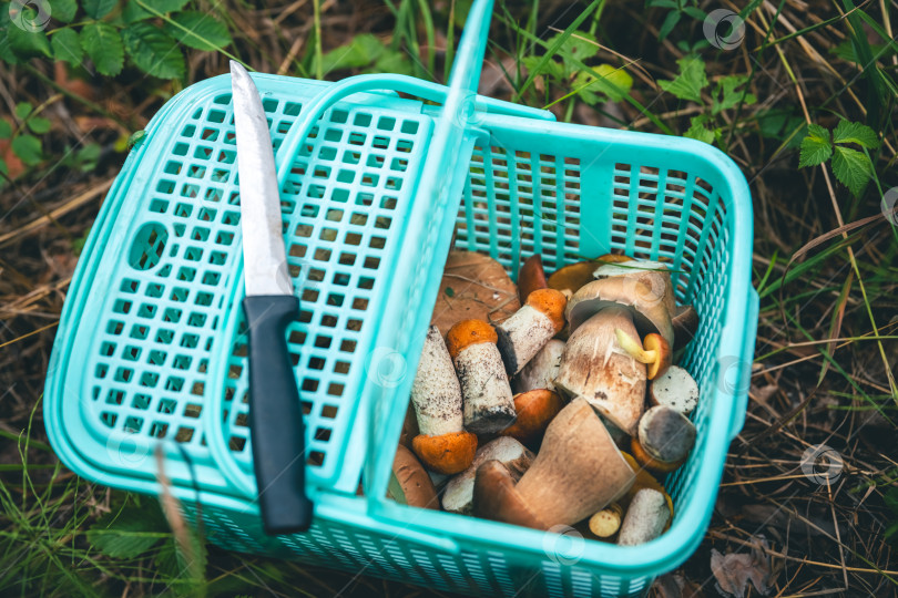 Скачать Концепция суперпродукта. Много белых грибов в пластиковой корзинке фотосток Ozero