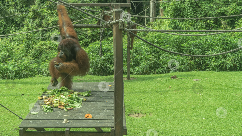 Скачать Взрослый доминирующий орангутанг кормится. На дощатом настиле разложены фрукты. фотосток Ozero