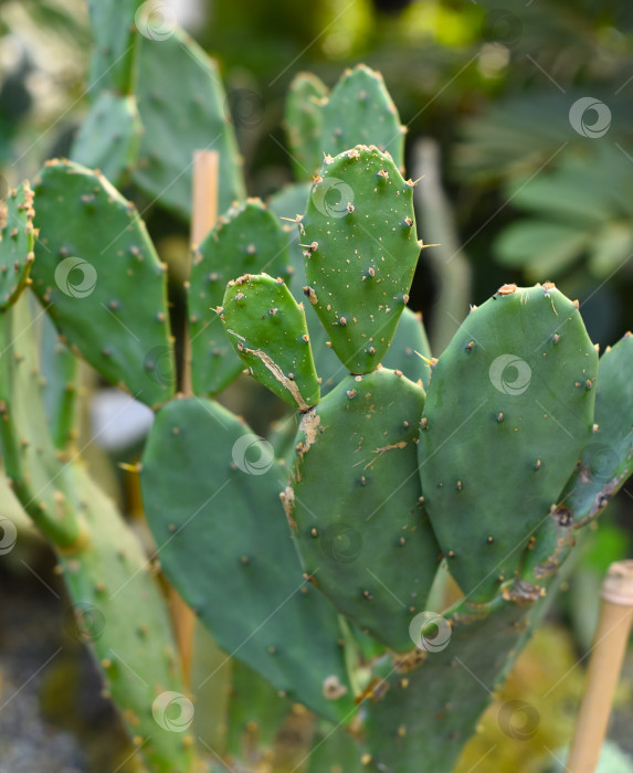 Скачать Маленький растущий кактус Opuntia sp. крупным планом фотосток Ozero