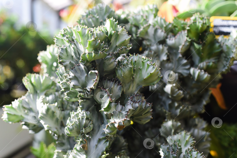 Скачать Растение Euphorbia Lactea f.Cristata крупным планом фотосток Ozero