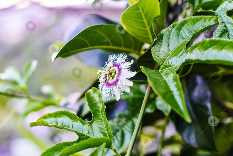 Скачать Passiflora edulis или цветок маракуйи, растущий в Далате, Вьетнам фотосток Ozero