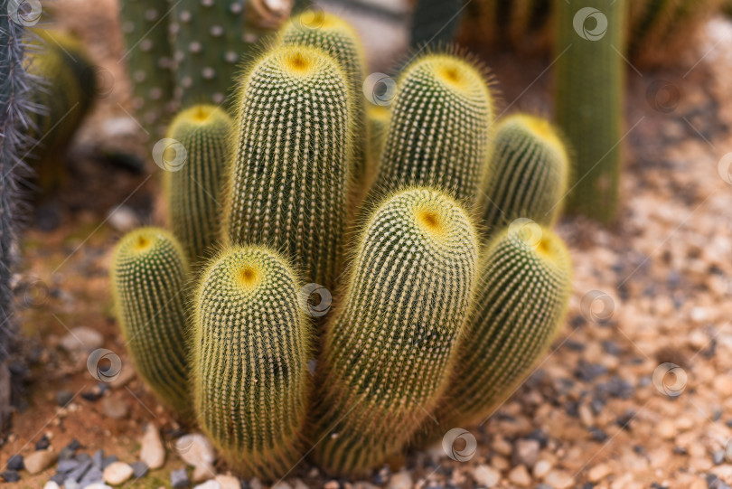 Скачать Echinocactus grusonii или Золотистый бочкообразный кактус без цветков крупным планом фотосток Ozero