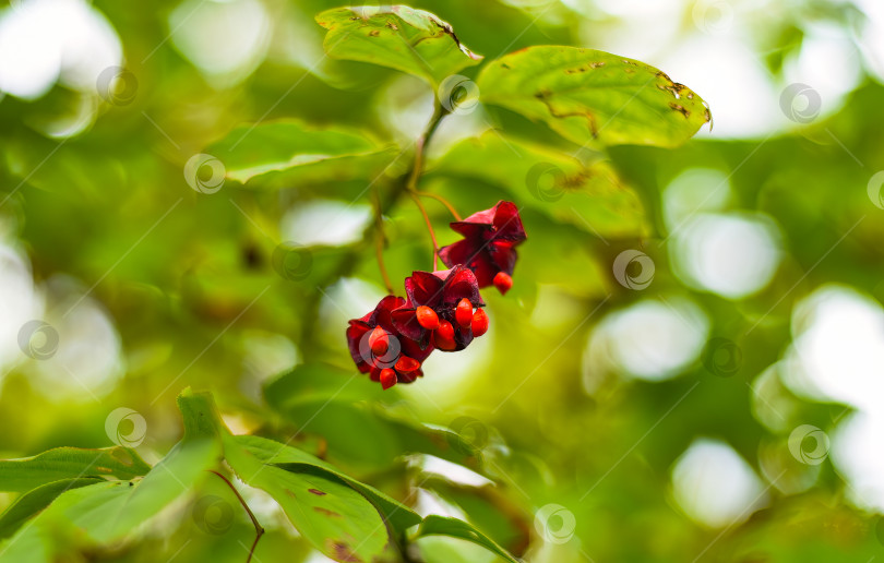 Скачать Euonymus maximowicziana Prokh. произрастающий на Дальнем Востоке России фотосток Ozero