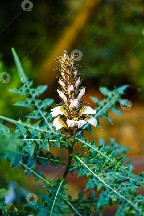 Скачать Acanthus montanus, также известный как медвежья лапка или горный чертополох фотосток Ozero