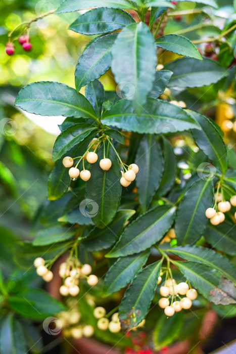 Скачать Ardisia crenata Alba, произрастающая на Дальнем Востоке России фотосток Ozero