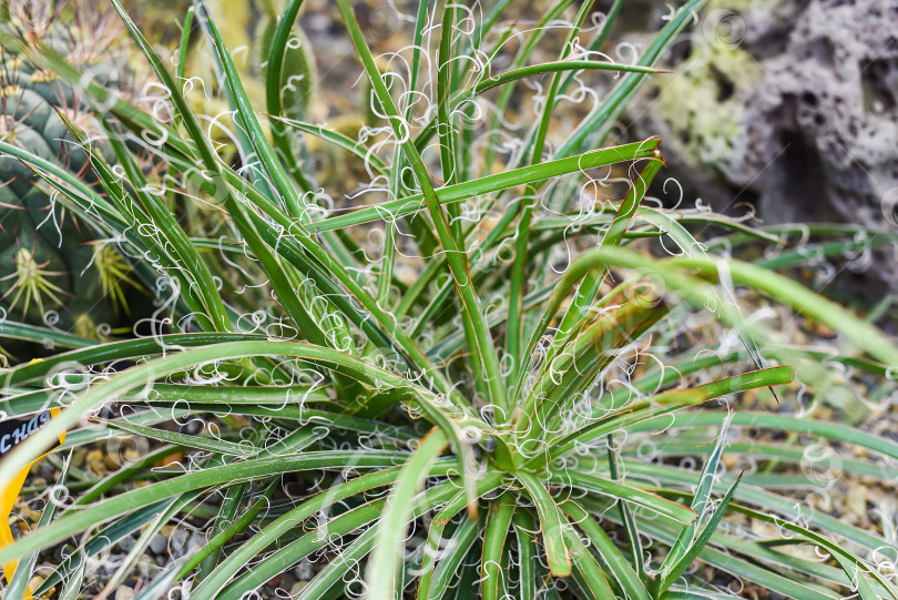 Скачать Agave filifera, нитевидное растение агавы крупным планом фотосток Ozero