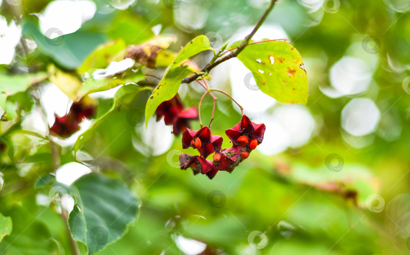 Скачать Euonymus maximowicziana Prokh. произрастающий на Дальнем Востоке России фотосток Ozero