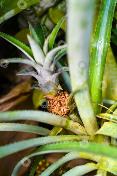 Скачать Маленький ананас (Ananas comosus), растущий плод крупным планом фотосток Ozero