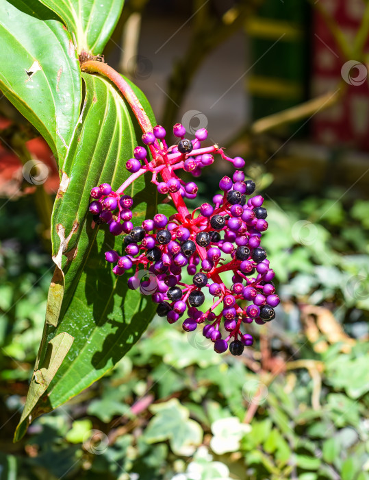 Скачать Растение Medinilla speciosa, произрастающее в Далате, Вьетнам фотосток Ozero