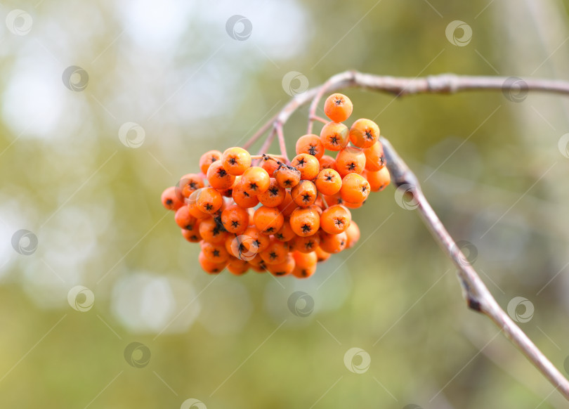 Скачать Рябина амурская (Sorbus pohuashanensis), произрастающая на Дальнем Востоке России фотосток Ozero