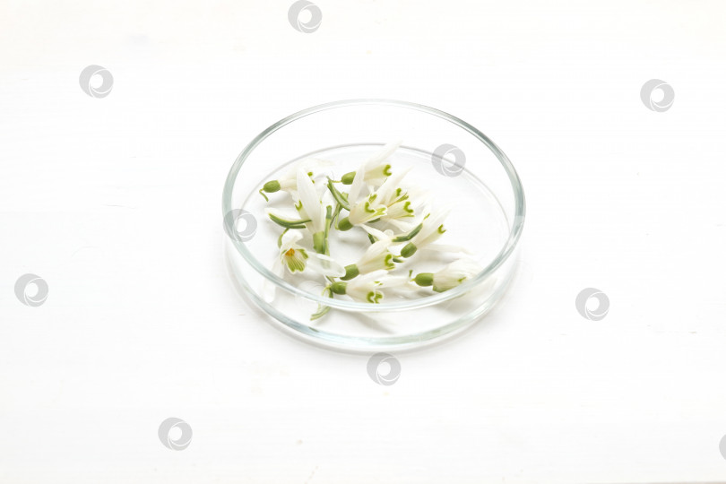 Скачать Приготовление парфюмерии из натуральных ингредиентов, ароматерапия. Свежие белые цветы в чашке Петри фотосток Ozero