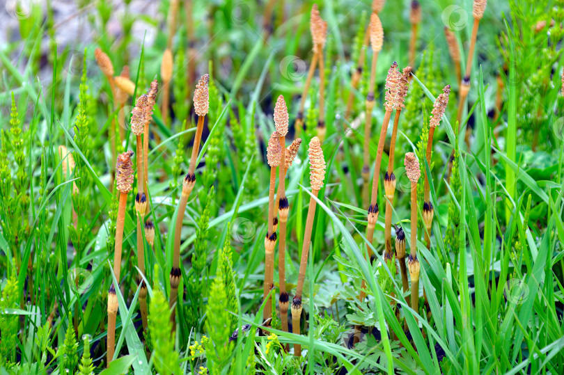 Скачать Хвощ (horsetum, marestail) со стробилусом в зеленой траве фотосток Ozero